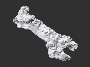 3D scan of the tree trunk Model 3D