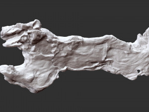 3D scan of the tree trunk Model 3D