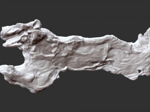 3D scan of the tree trunk 3D Model