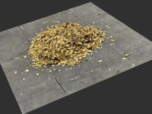 Leaves on the ground 3d scan 3D Model