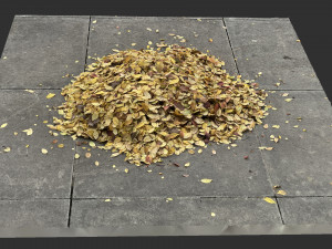 Leaves on the ground 3d scan 3D Model