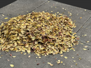Leaves on the ground 3d scan 3D Model
