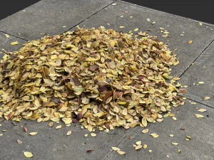 Leaves on the ground 3d scan 3D Model