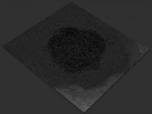 Leaves on the ground 3d scan 3D Model