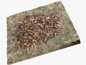 Leaves on the ground 3d scan 3D Model