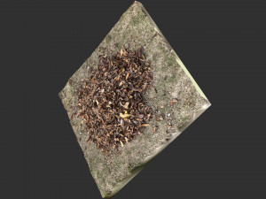 Leaves on the ground 3d scan Modelo 3D
