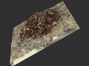 Leaves on the ground 3d scan 3D Model