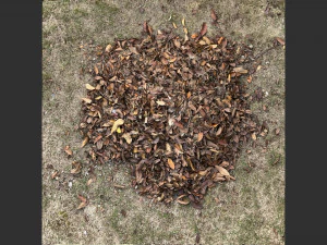 Leaves on the ground 3d scan 3D Model