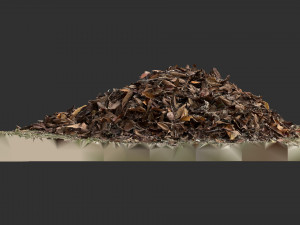 Leaves on the ground 3d scan Modelo 3D