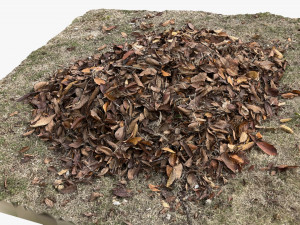 Leaves on the ground 3d scan Modelo 3D