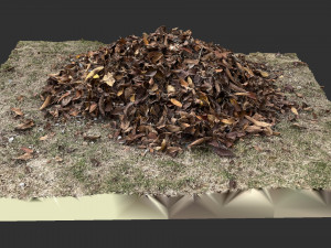 Leaves on the ground 3d scan Modelo 3D