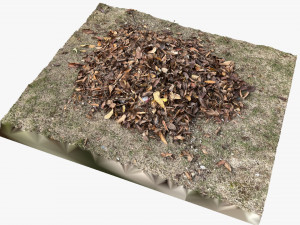 Leaves on the ground 3d scan Modelo 3D