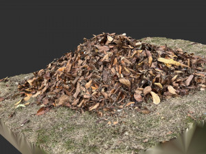 Leaves on the ground 3d scan Modelo 3D