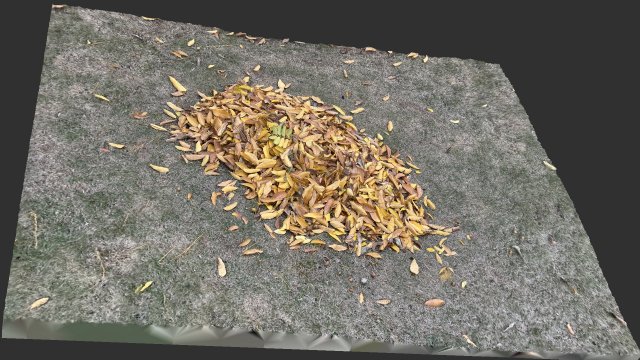 Leaves on the ground 3d scan 3D Model .c4d .max .obj .3ds .fbx .stl .blend 