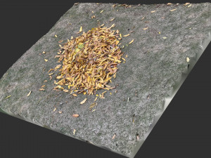 Leaves on the ground 3d scan 3D Model