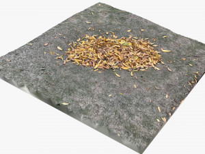Leaves on the ground 3d scan 3D Model