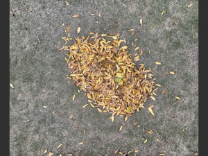 Leaves on the ground 3d scan 3D Model