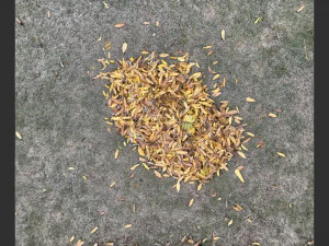Leaves on the ground 3d scan 3D Model