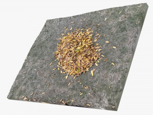 Leaves on the ground 3d scan 3D Model