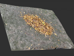 Leaves on the ground 3d scan 3D Model