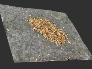 Leaves on the ground 3d scan 3D Model