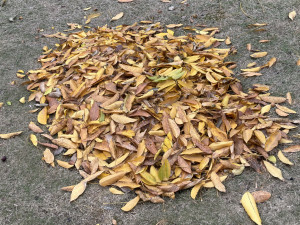 Leaves on the ground 3d scan 3D Model