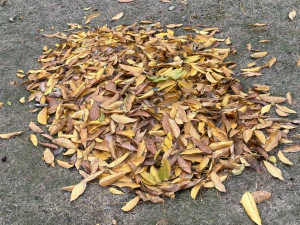 Leaves on the ground 3d scan 3D Model