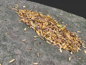 Leaves on the ground 3d scan 3D Model
