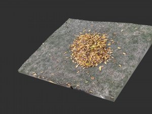 Leaves on the ground 3d scan 3D Model