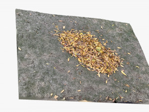 Leaves on the ground 3d scan 3D Model