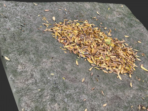 Leaves on the ground 3d scan 3D Model