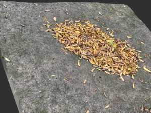Leaves on the ground 3d scan 3D Model
