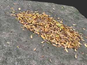 Leaves on the ground 3d scan 3D Model