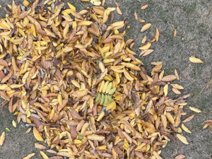 Leaves on the ground 3d scan 3D Model