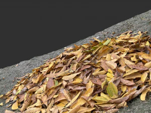 Leaves on the ground 3d scan 3D Model