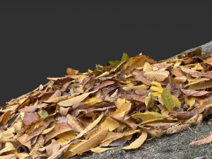 Leaves on the ground 3d scan 3D Model