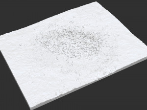 Leaves on the ground 3d scan 3D Model
