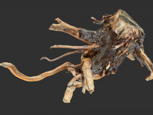 Tree Root 3D Scan 3D 모델