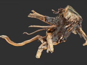 Digitaliza&ccedil;&atilde;o 3D da raiz da &aacute;rvore Modelo 3D