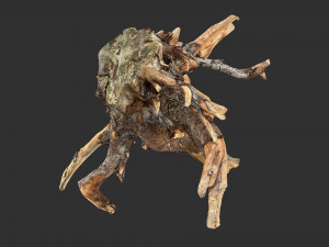 Tree Root 3D Scan Modelo 3D