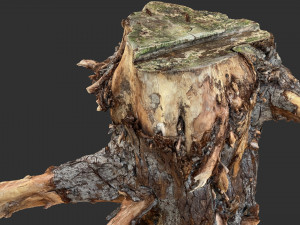 Tree Root 3D Scan Modelo 3D