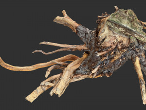 Tree Root 3D Scan Modelo 3D