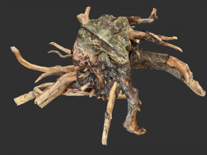 Tree Root 3D Scan Modelo 3D