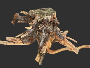 Tree Root 3D Scan Modelo 3D
