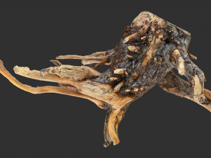 Tree Root 3D Scan Modelo 3D