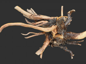 Tree Root 3D Scan Modelo 3D