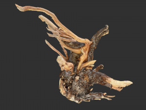 Tree Root 3D Scan Modelo 3D
