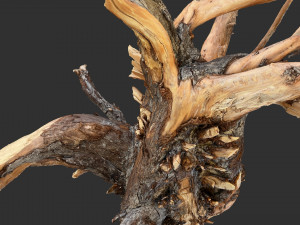 Tree Root 3D Scan Modelo 3D