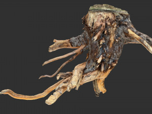 Tree Root 3D Scan Modelo 3D