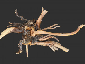 Tree Root 3D Scan Modelo 3D